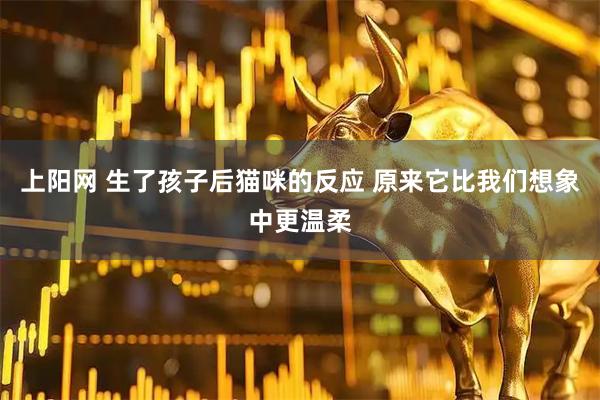 上阳网 生了孩子后猫咪的反应 原来它比我们想象中更温柔